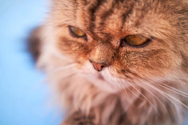 İngiliz longhair kedi