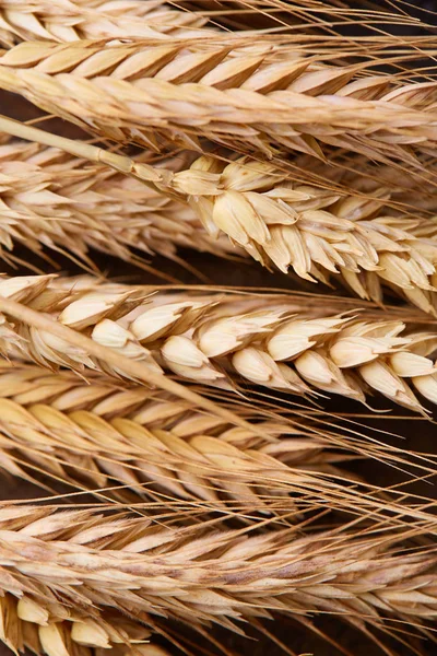 ahşap zemin üzerinde buğday spikelets