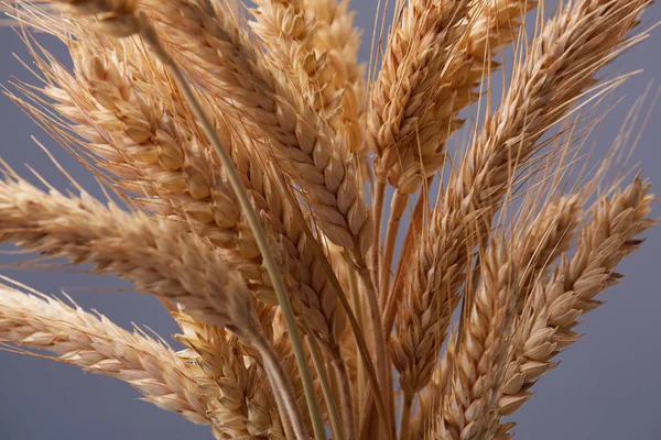 spikelets buğday