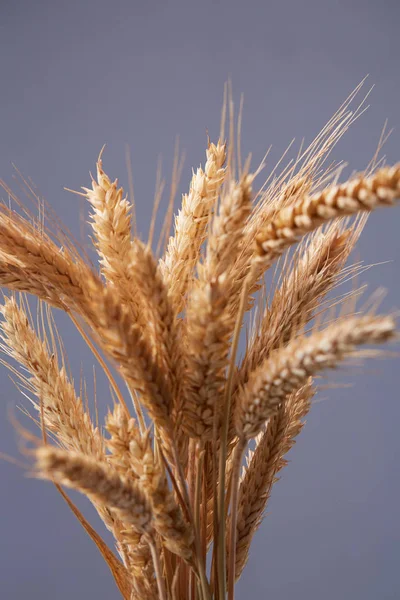 spikelets buğday