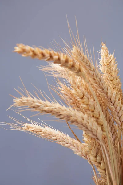spikelets buğday