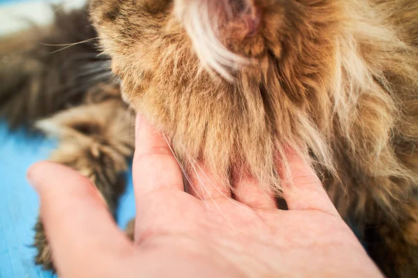 Britse langharig kat Rechtenvrije Stockfoto's