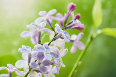 Lila blooms yakın çekim