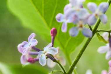 Lila blooms yakın çekim
