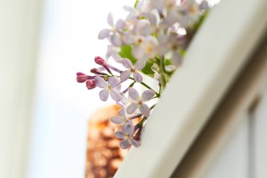 Lila blooms yakın çekim