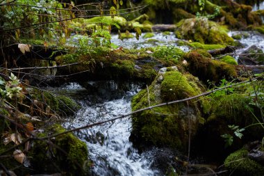 Ormanın içinde hızlı akış