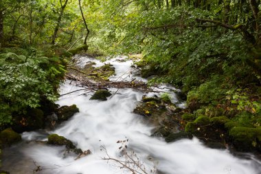 Ormanın içinde hızlı akış