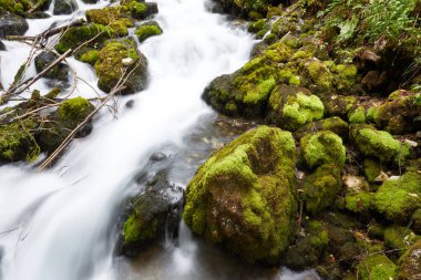 Ormanın içinde hızlı akış