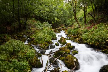 Ormanın içinde hızlı akış