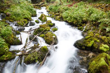Ormanın içinde hızlı akış