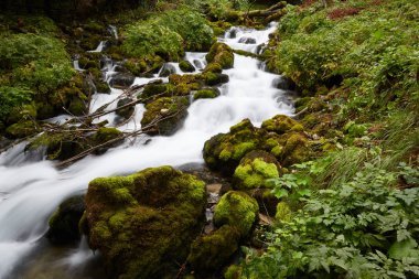 Ormanın içinde hızlı akış