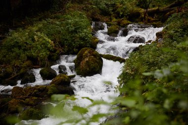 Ormanın içinde hızlı akış
