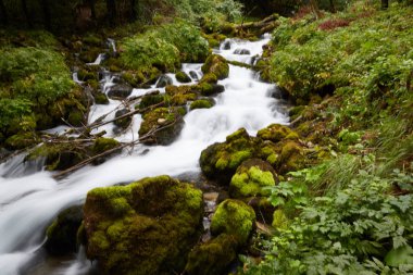 Ormanın içinde hızlı akış
