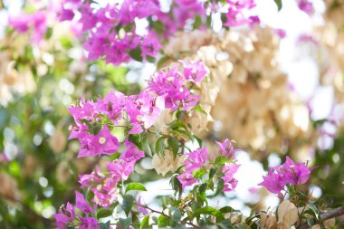 Karadağ ağaçlarda pembe çiçekler