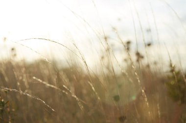 Rüzgarda kurumuş çimenler