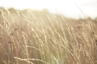 Rüzgarda kurumuş çimenler