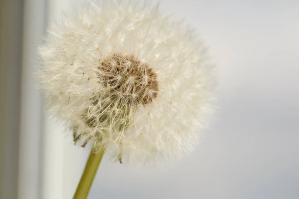 Diente de león amarillo y blanco primer plano —  Fotos de Stock