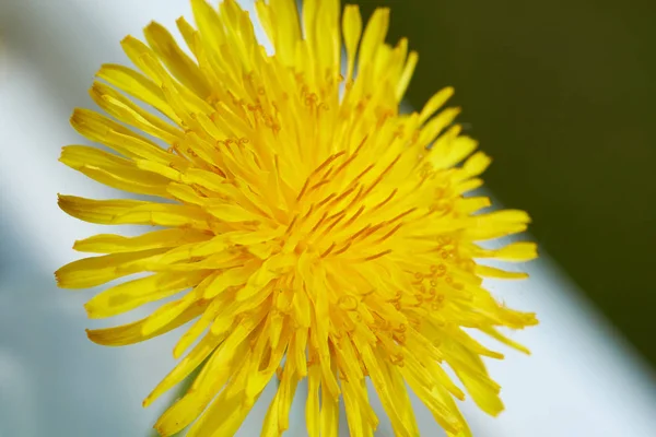 Gele en witte paardebloem closeup — Stockfoto