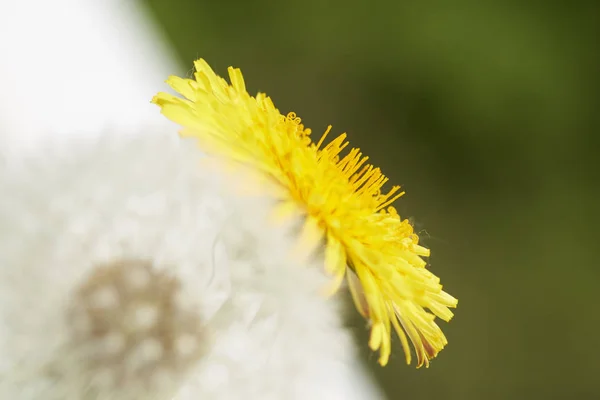 Diente de león amarillo y blanco primer plano —  Fotos de Stock