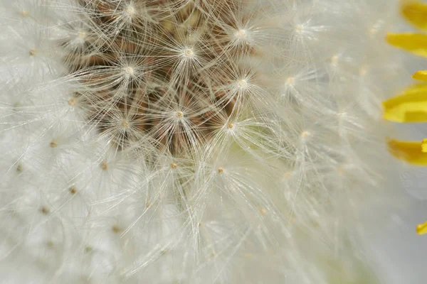 Gele en witte paardebloem closeup — Stockfoto