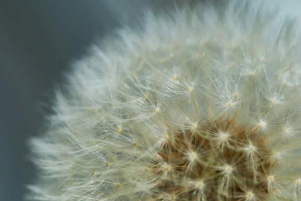 Diente de león amarillo y blanco primer plano —  Fotos de Stock