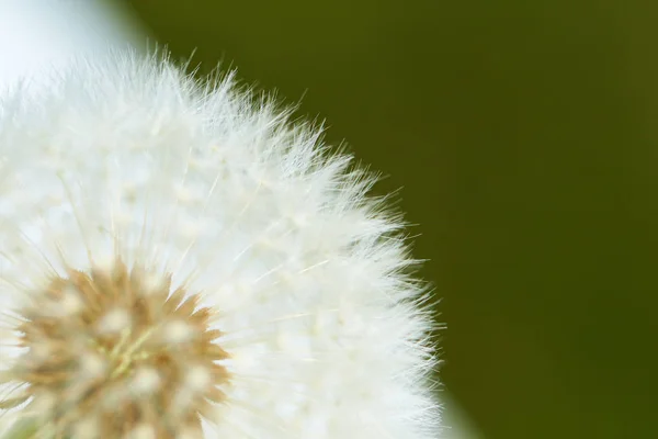 Branco dandelion macro — Fotografia de Stock