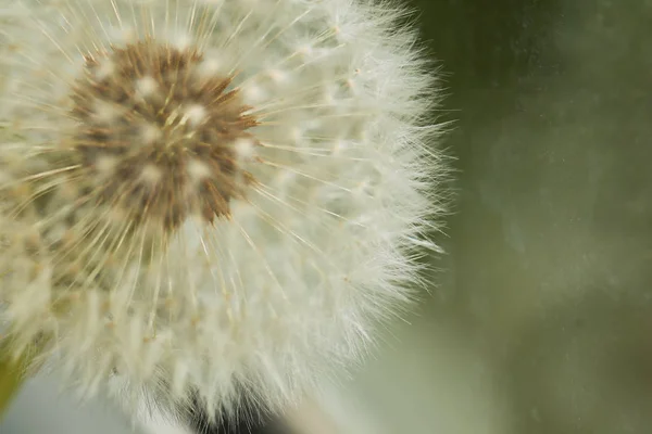 Macro diente de león blanco —  Fotos de Stock