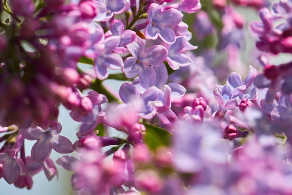 Lila blooms yakın çekim
