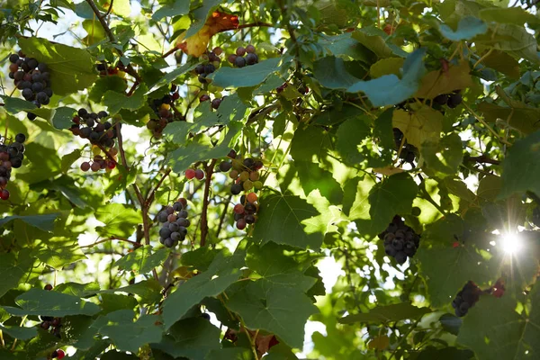 Uvas en el arbusto — Foto de Stock