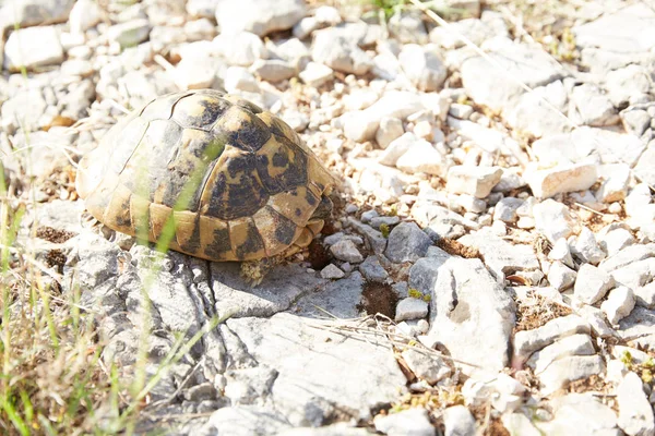 Schildkröte auf den Felsen — Stockfoto