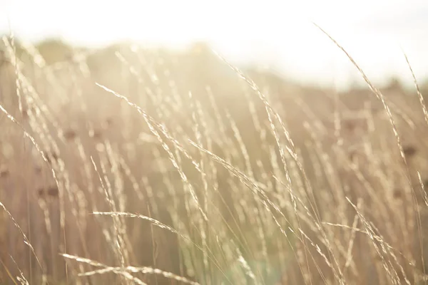 stock image dry grass in the wind