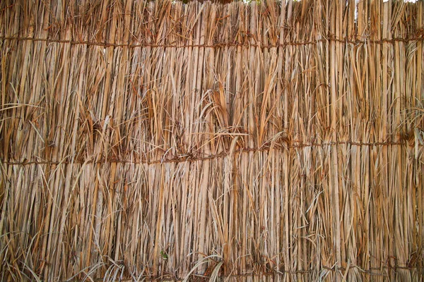 Dry reed staket — Stockfoto