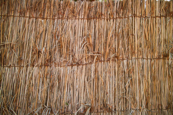 View of dry reed fence