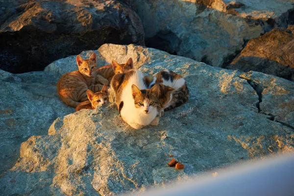 Cat with kittens — Stock Photo, Image