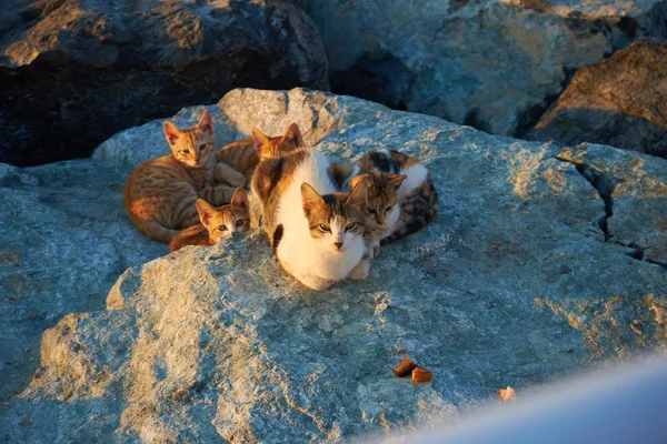 Cat with kittens — Stock Photo, Image