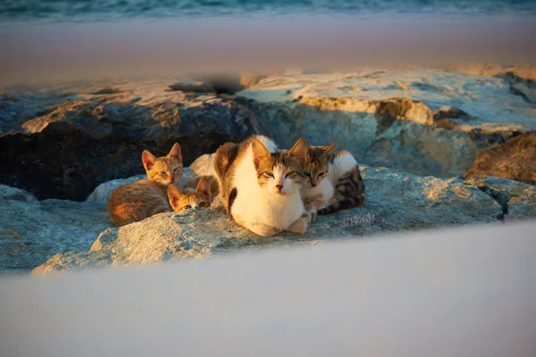 Cat with kittens — Stock Photo, Image