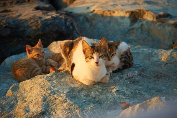 Cat with kittens — Stock Photo, Image
