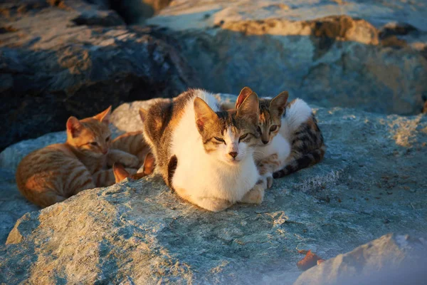 Cat with kittens — Stock Photo, Image