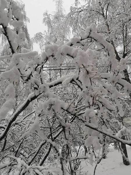 Branches bent under the weight of snow