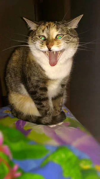 Бытовая пестрая кошка зевает — стоковое фото