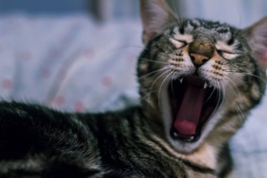 Tatlı kara kedi ağzını açarak esniyor.