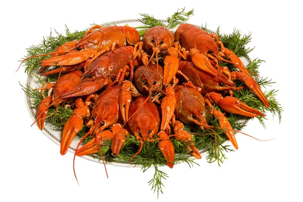 Boiled crayfish with dill on the plate. isolated on white — Stock Photo, Image