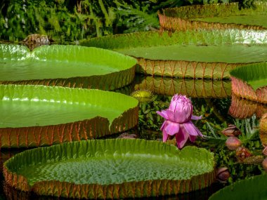 Güneşli bir günde gün ışığında çekilen, genişlemiş yaprakları olan güzel, pembe bir nilüfer çiçeği..