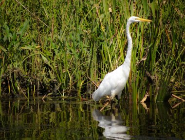 Vahşi beyaz balıkçıl arka planda çimlerle bataklık arazisinde yürüyor..