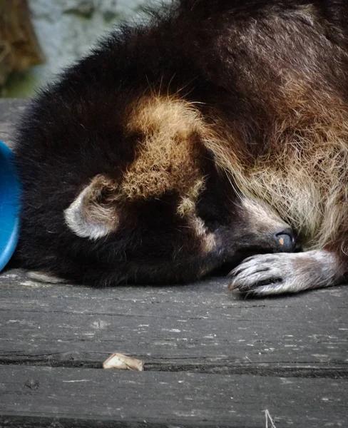 Felnőttkori mosómedve-szunyókálás közelsége ebéd után az állatkertben — Stock Fotó