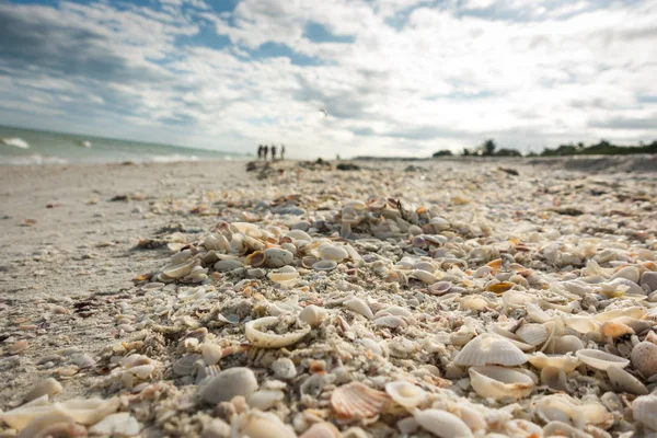 Szekrény kagyló strand több ezer kagyló gyűjtésére Sanibel Island Stock Kép