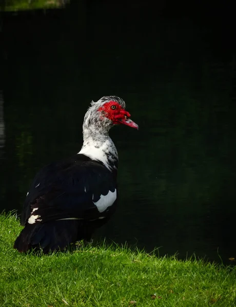 Muskovy barbar kachna s krásnou červenou hlavou stojící u jezera za slunečného dne — Stock fotografie