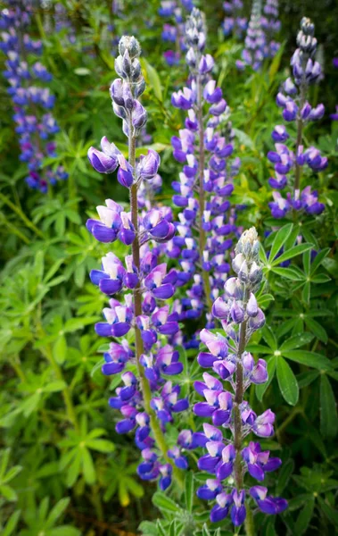 Closeup of beautiful purple lupin flowers in full bloom and in contrast with green leafs — 스톡 사진