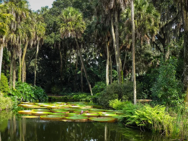 Belo lago com pétalas aquáticas exóticas e palmeiras verdes exuberantes em torno dele — Fotografia de Stock