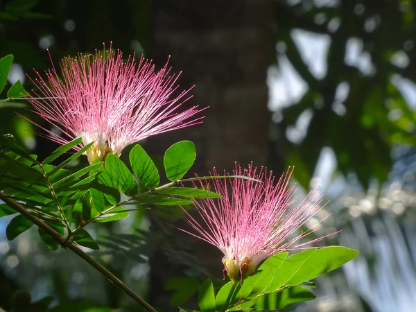 सूर्य चमकणारा आणि पाने दृश्यमान फुलात दोन सुंदर उष्णकटिबंधीय रेशीम अकाशिया फुले — स्टॉक फोटो, इमेज